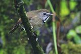 White-gorgeted Flycatcher